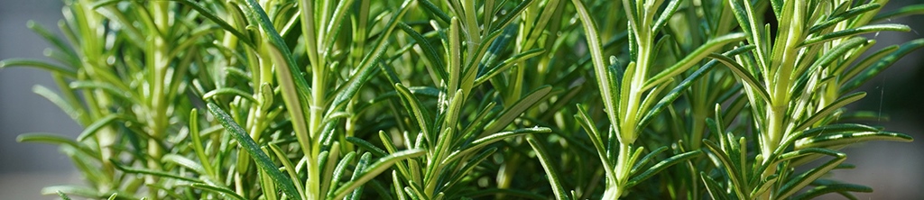 迷迭香提取物在护肤化妆品中的功效与作用