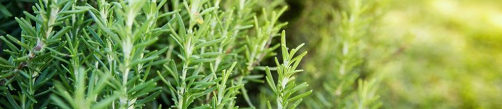 迷迭香有哪些提取方法？