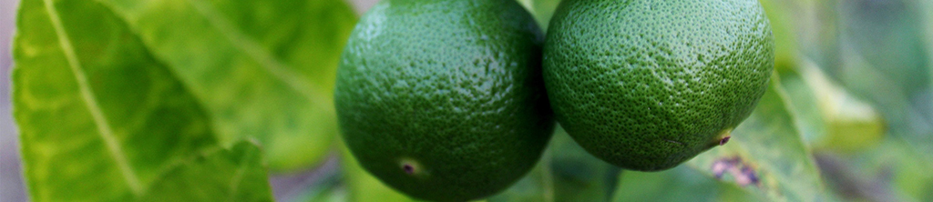 枳实提取物中的辛弗林能为你的健康尽一份力