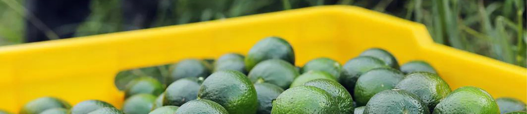 枳实黄酮的性质与用途