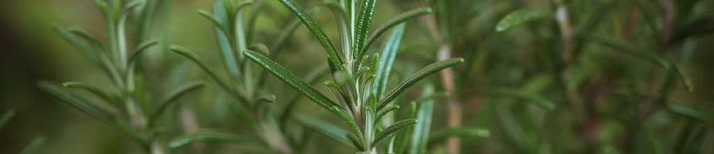 迷迭香纯露功效与用法