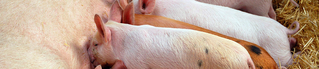 饲用天然提取物的应用