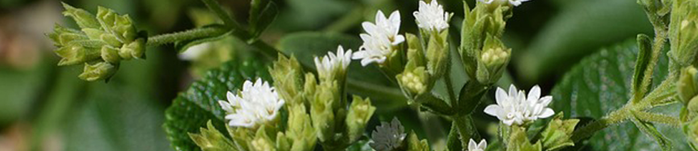 新疆巩留县万亩甜叶菊长势良好