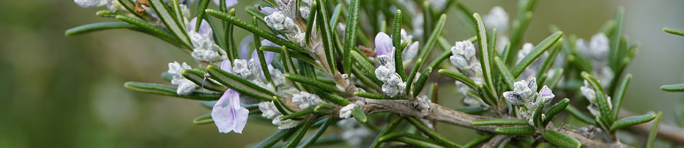迷迭香提取物，“多命”的天然抗氧化剂