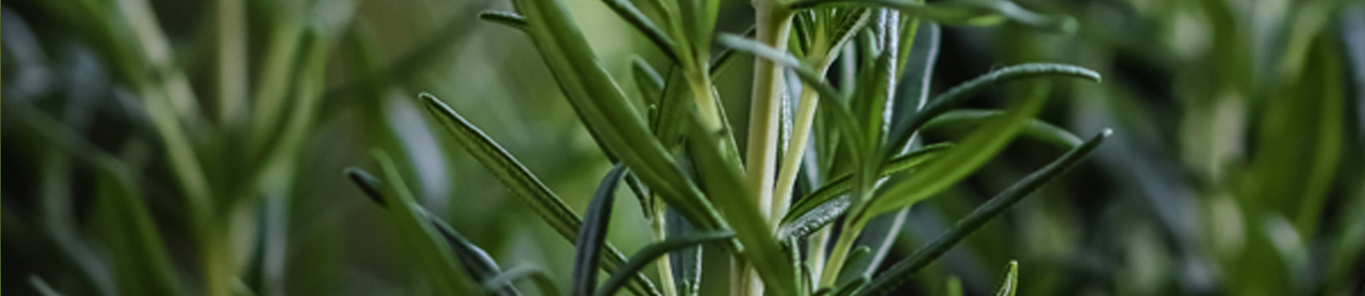 迷迭香提取物成抗氧化剂领域新贵