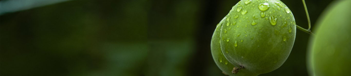 你需要知道的关于罗汉果提取物的一切