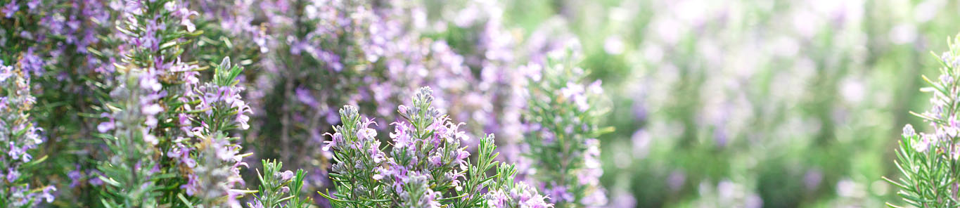 迷迭香提取物在养殖业中的应用