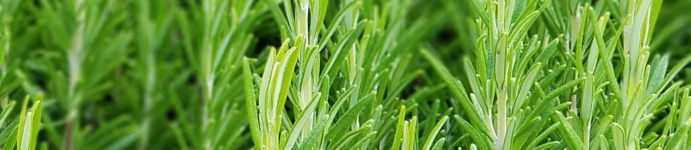 你所认知的迷迭香提取物是什么样？