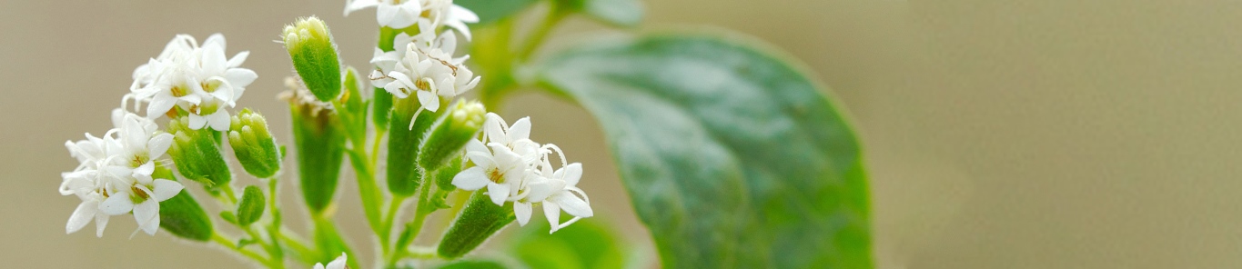 甜叶菊提取物逐渐成为甜味剂市场的新宠