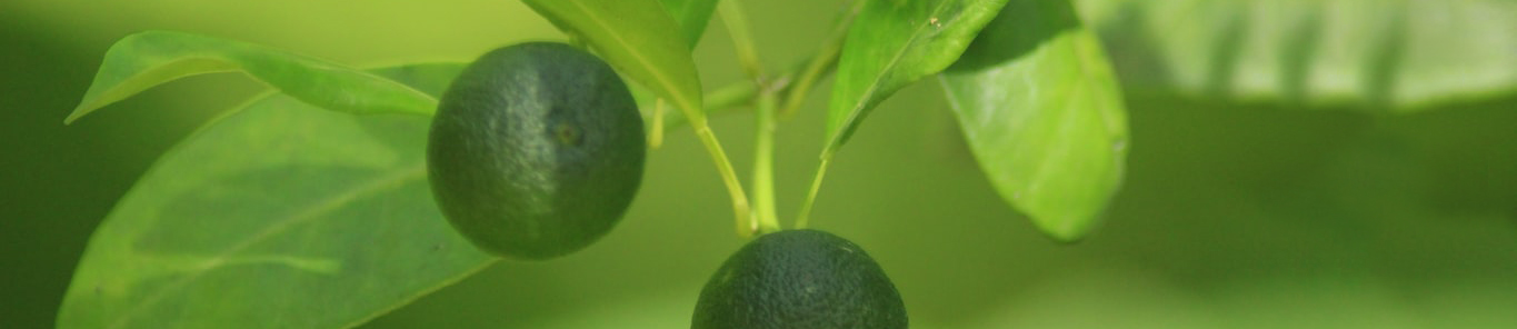 带你了解减肥助手枳实提取物——辛弗林