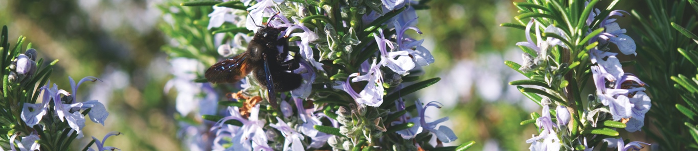 迷迭香提取物的药用价值主要体现在哪些方面？