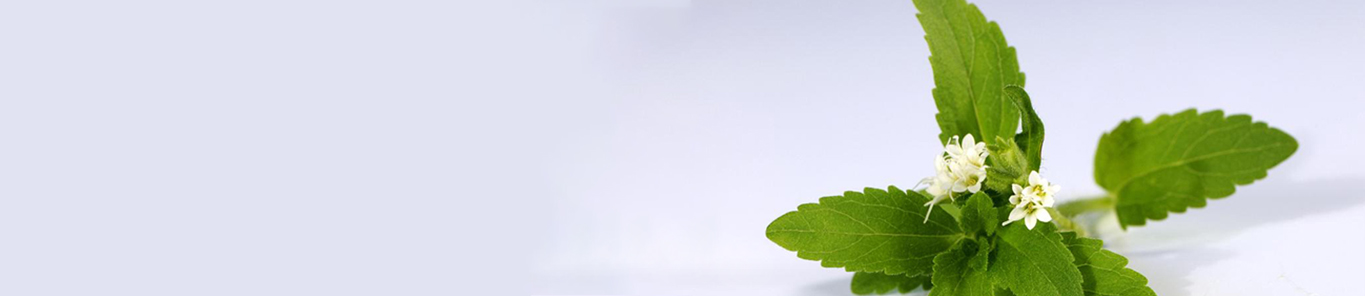 甜叶菊提取物为何深受国内外喜欢？