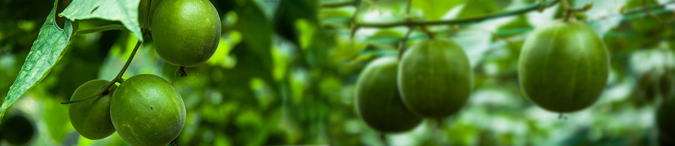 罗汉果提取物是如何产生甜味的？