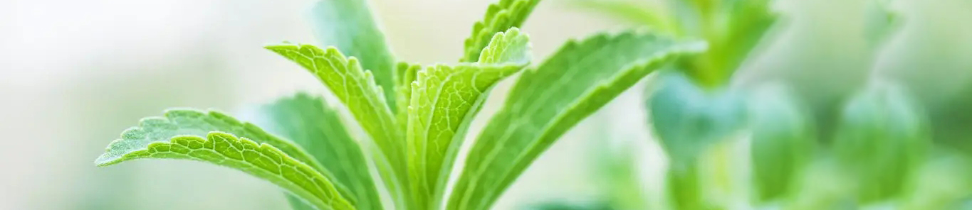 你需要知道的，有关甜菊糖苷的一切