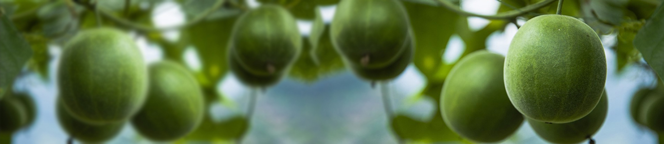 罗汉果是如何走向世界的？