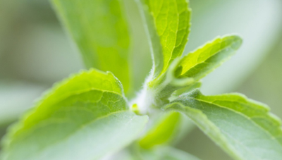 认识甜叶菊提取物甜味剂——甜菊糖总苷