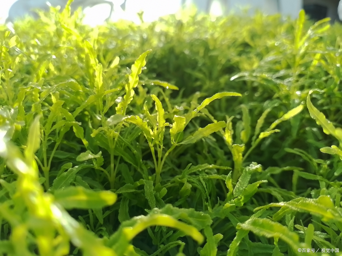 熊果酸：食品添加健康新星