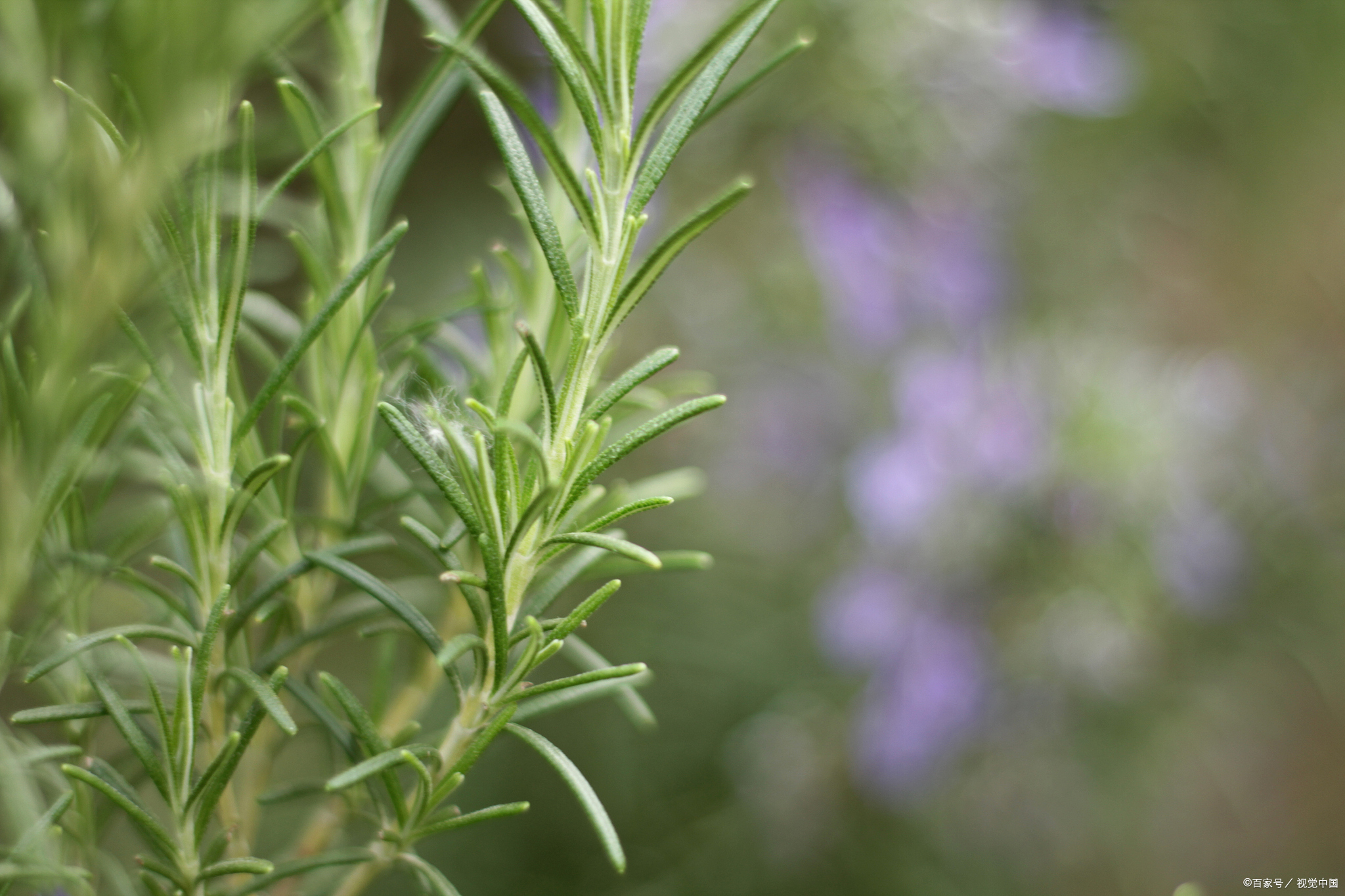 迷迭香酸：草本珍宝，健康的香草秘密