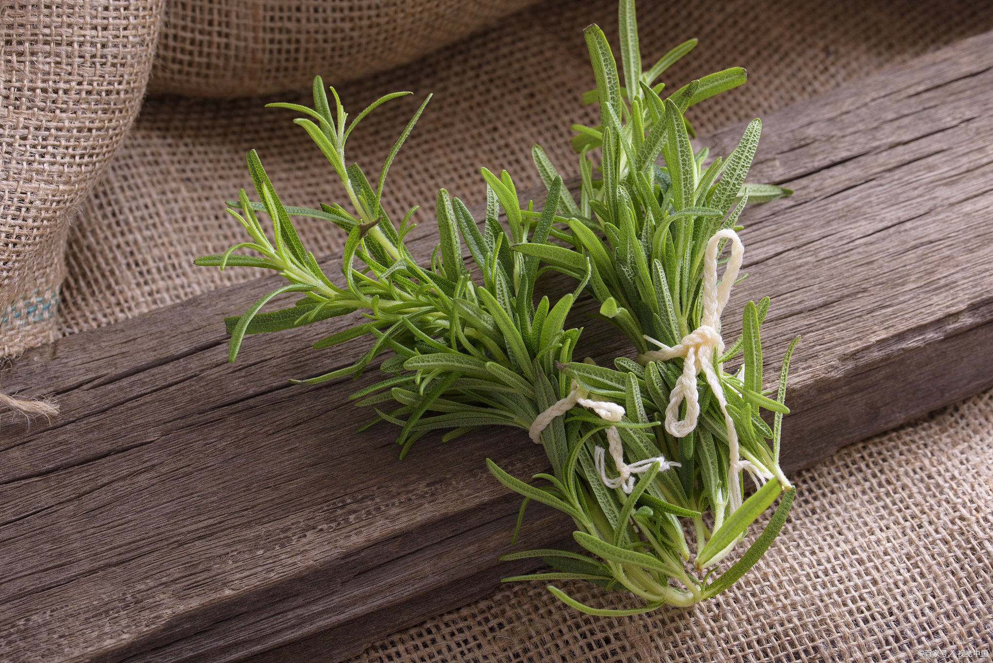 熊果酸：自然美容界的新宠与健康益处