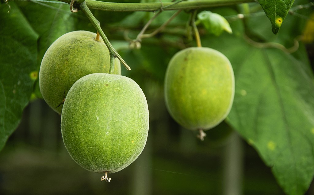 VCG41N639655006 VCG41N639655006