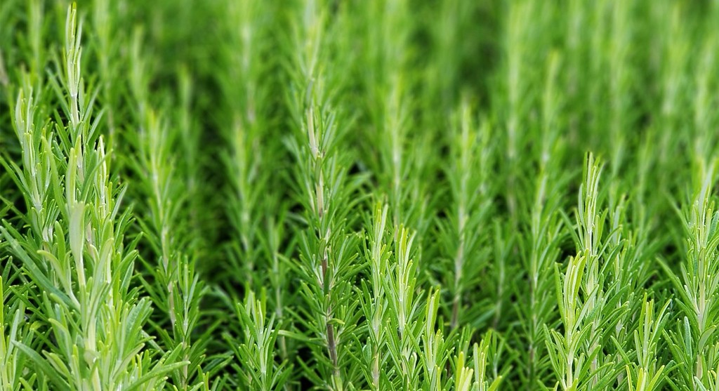 迷迭香。 迷迭香。