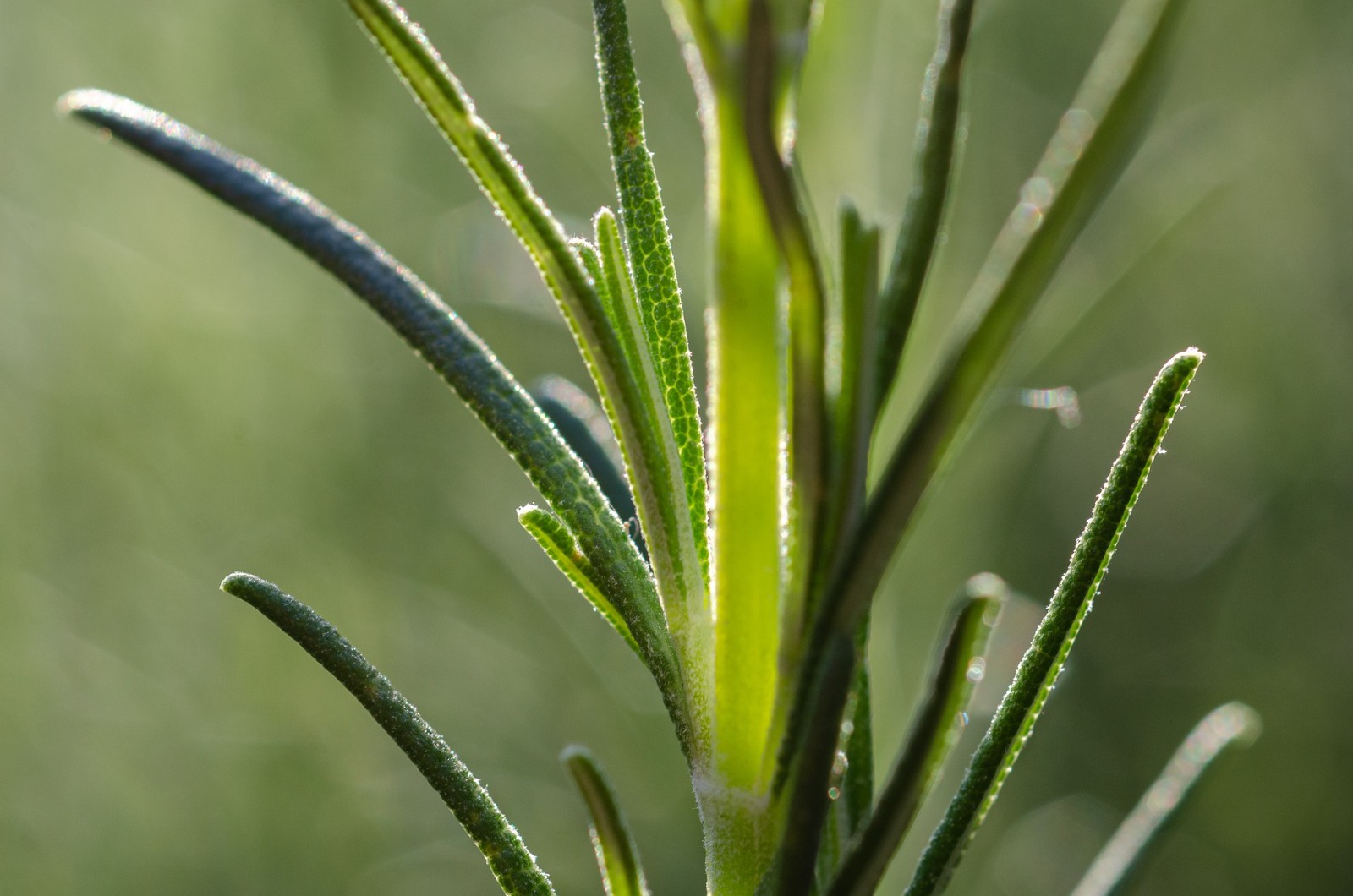 迭香提取物 迭香提取物