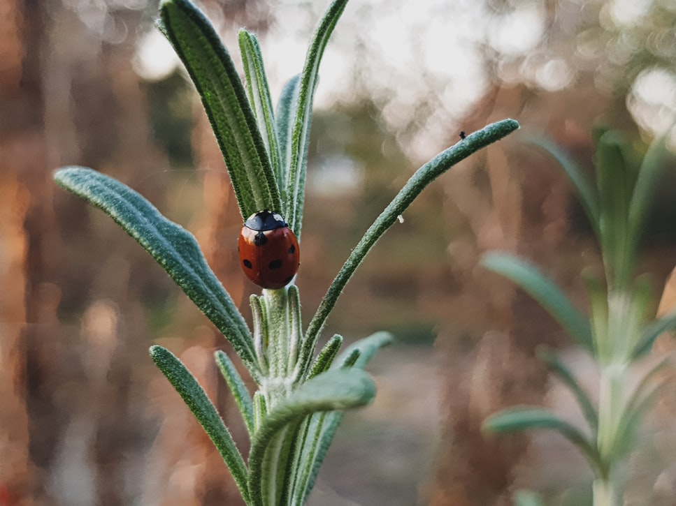 文章配图 文章配图