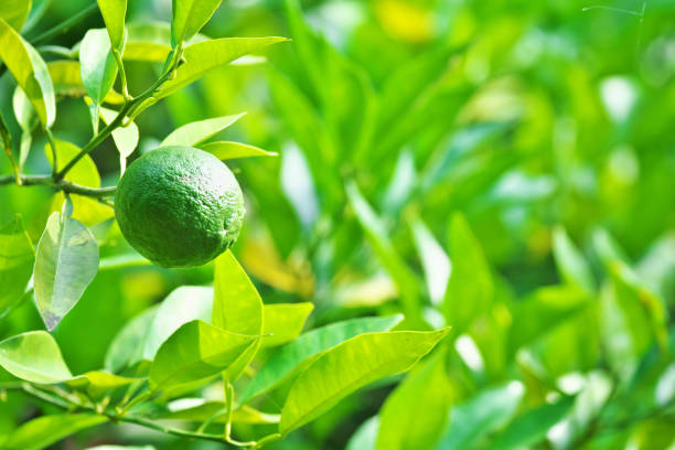 istockphoto-840320176-612x612