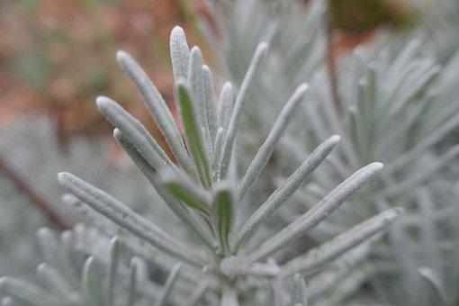 rosemary-6483217__340 rosemary-6483217__340