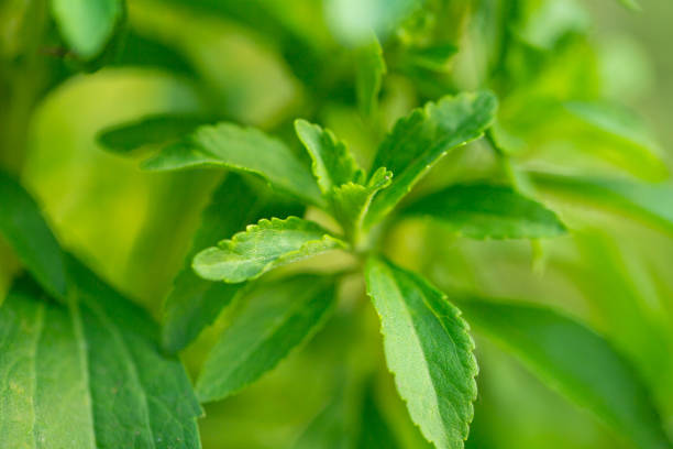 istockphoto-1409422272-612x612