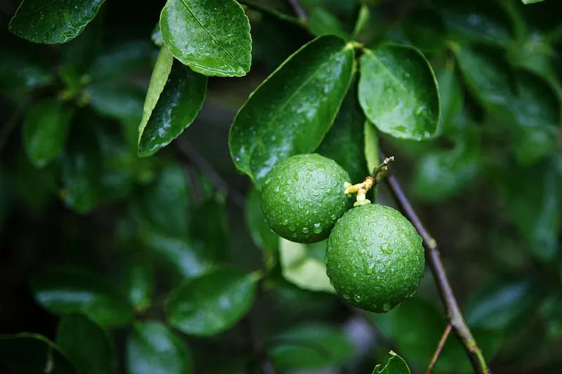 VCG41N1299724375(1) VCG41N1299724375(1)