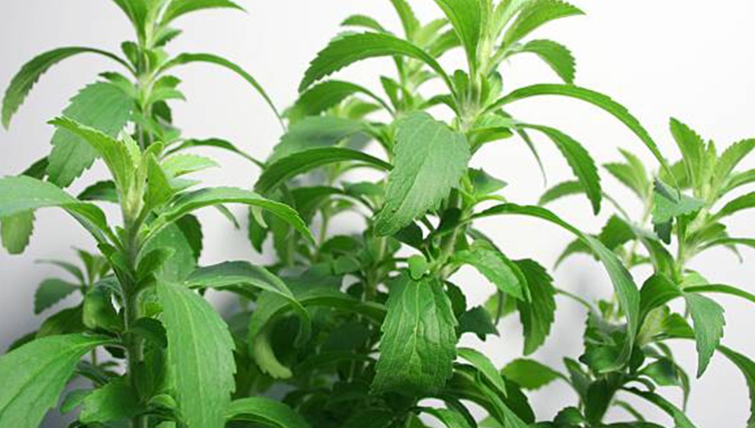 甜叶菊提取物——甜菊糖苷