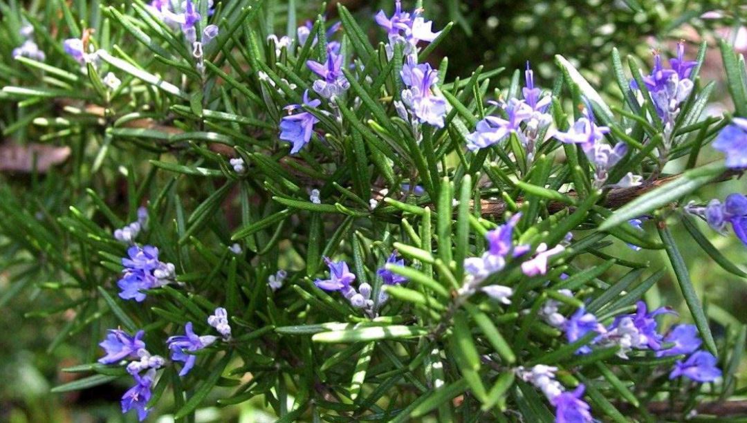 迷迭香提取物：一种天然的食品防腐剂和抗氧化剂