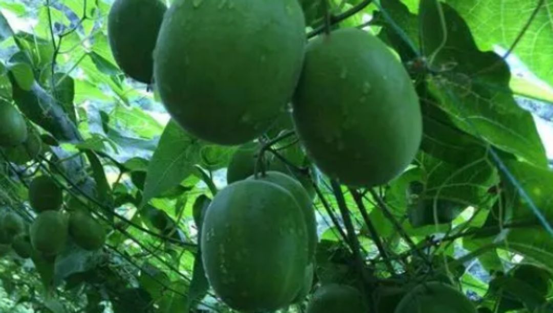 罗汉果提取物：一种高甜度、低热量、多功能的天然甜味剂