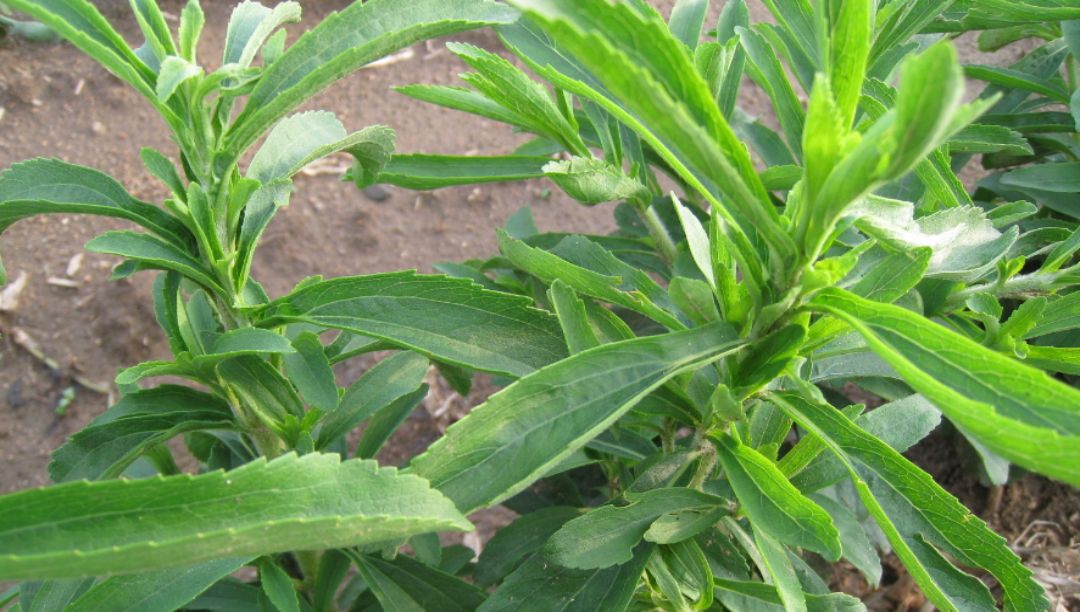 甜叶菊提取物：一种天然的甜味剂和功能性成分