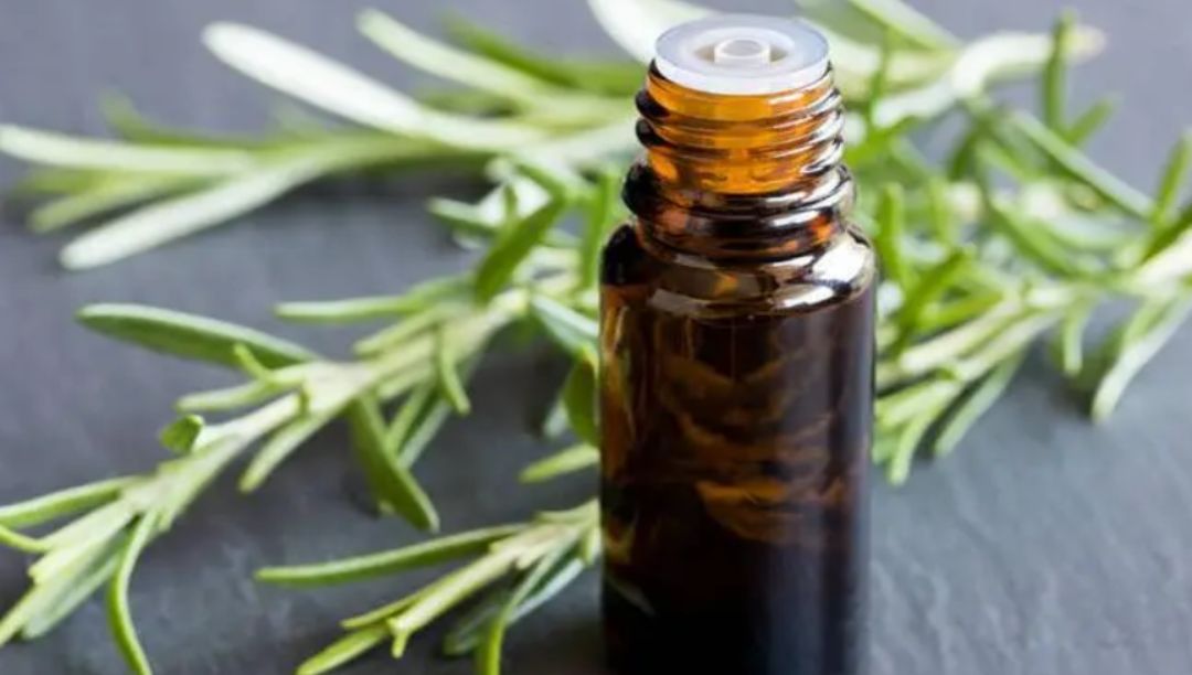 迷迭香精油：一种清新芳香的多功能精油