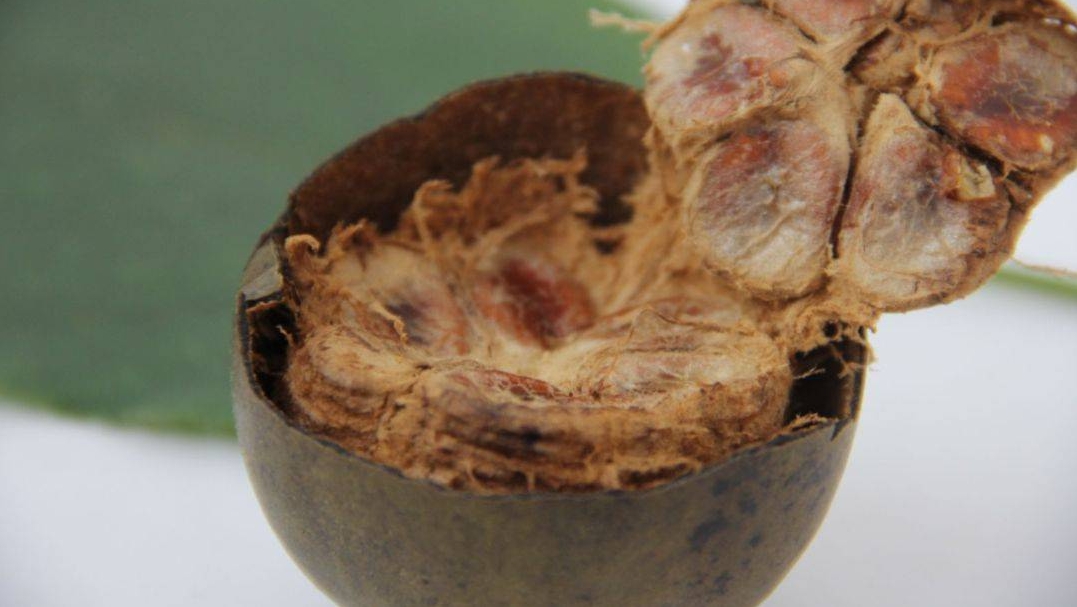 罗汉果提取物：极具性价比的提取物