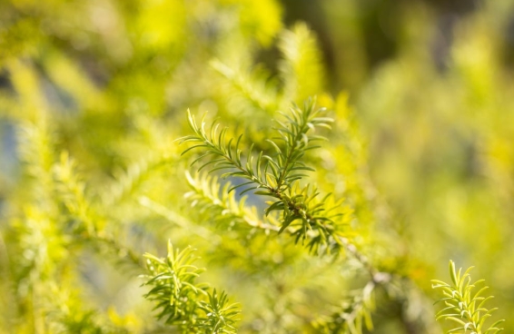迷迭香提取物：不容忽视的植物黄金