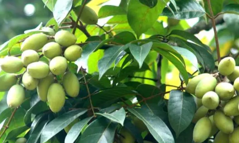 微信截图_20231211104918